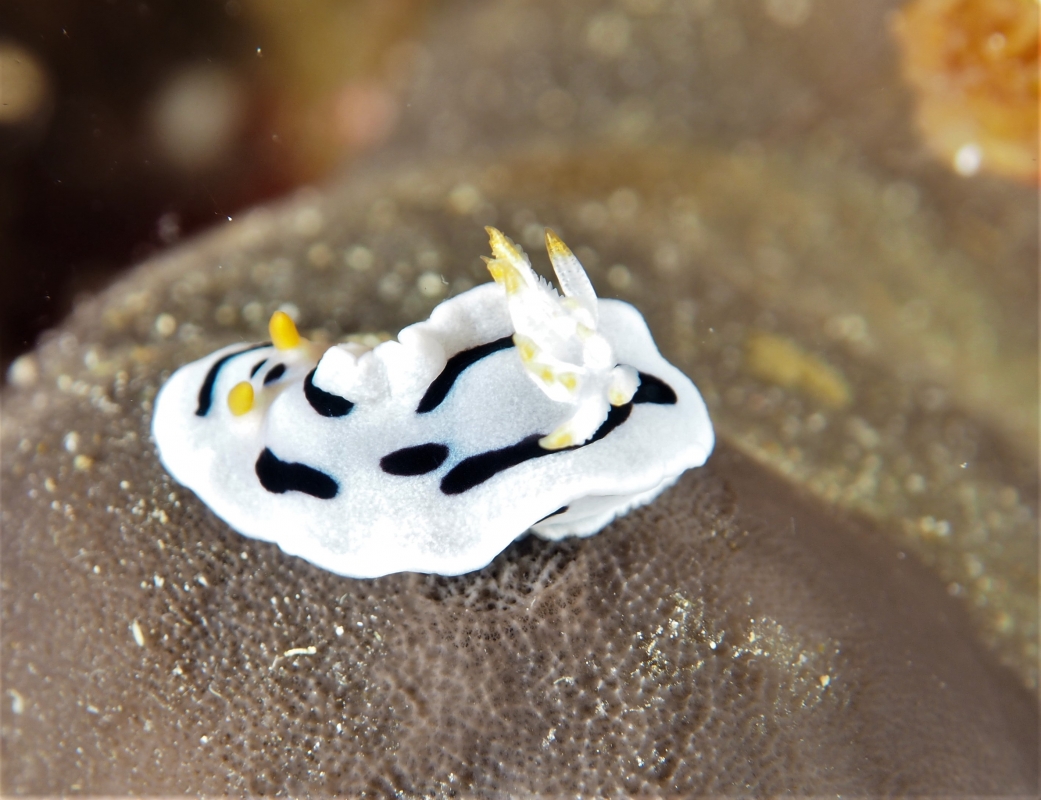 Diana's Chromodoris
