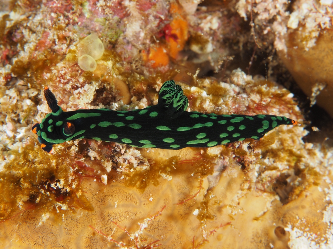Dusky Nembrotha
