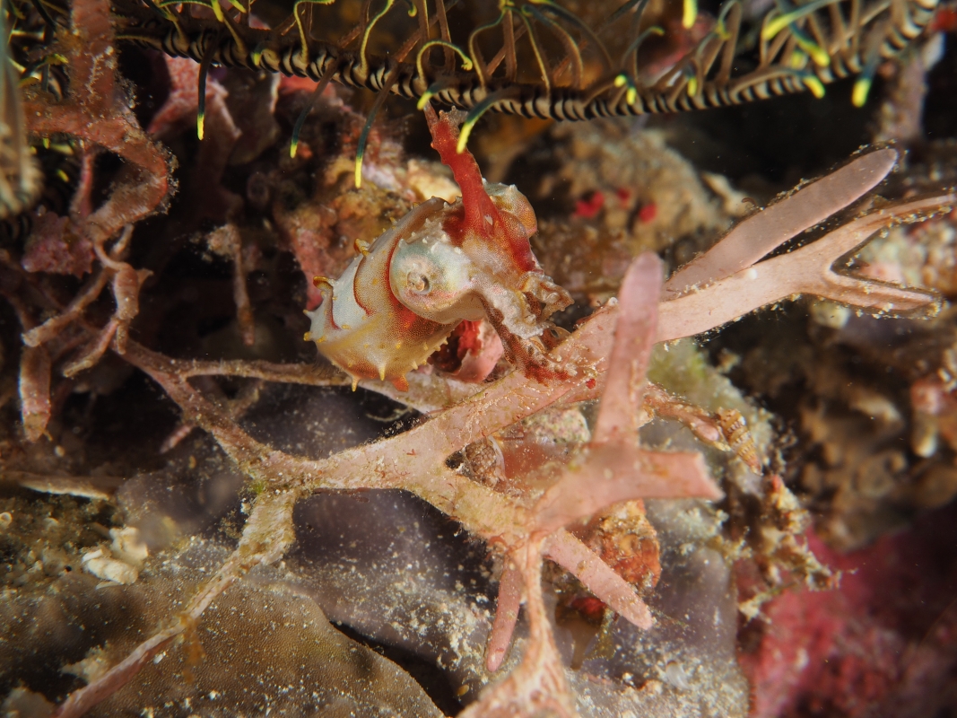 Dwarf or Pigmy Cuttlefish (Sepia bandensis) at Raja Ampat, Indonesia
