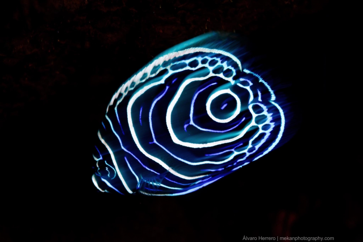 Juvenile Emperor Angelfish (Pomacanthus imperator)