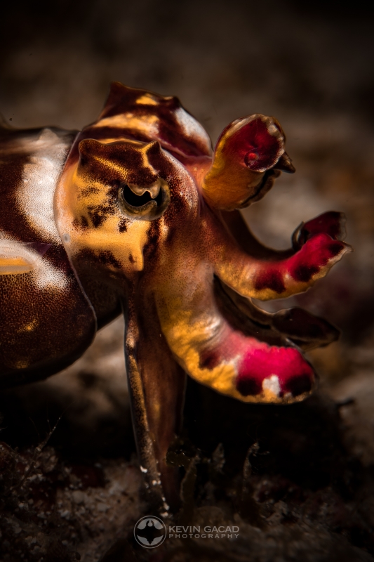 Flambouyant Cuttlefish (Metasepia pfefferi) in Indonesia