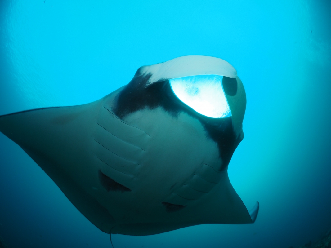 Giant Manta Ray