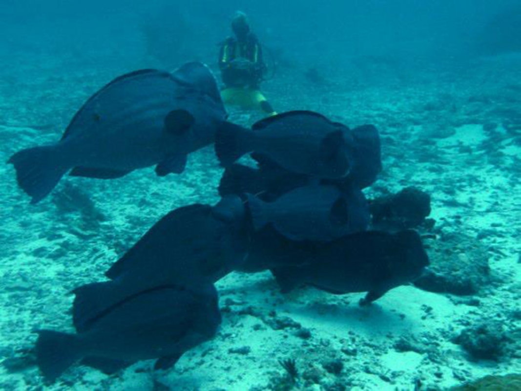 A group of Green Humphead Parrotfish (Bolbometopon muricatum)
