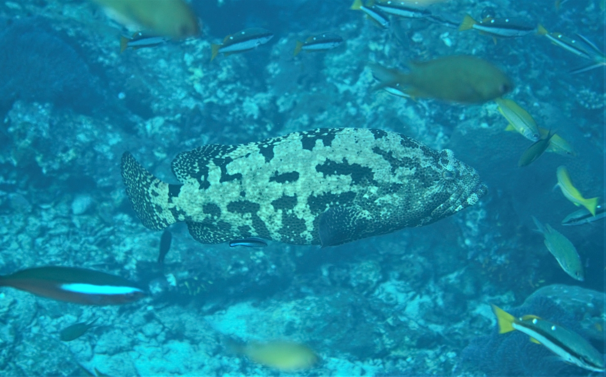 Grouper