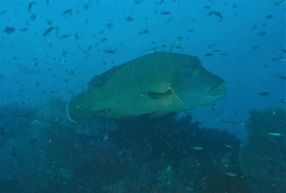 Humphead Wrasse (Cheilinus undulatus)