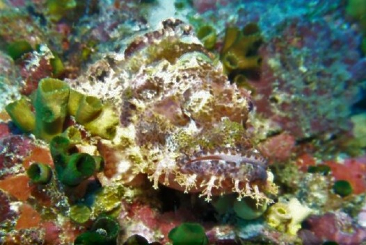 Scorpionfish