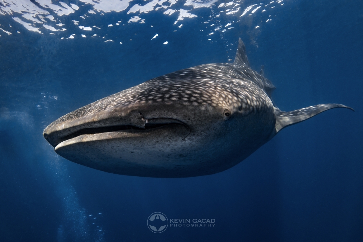 Whale Shark