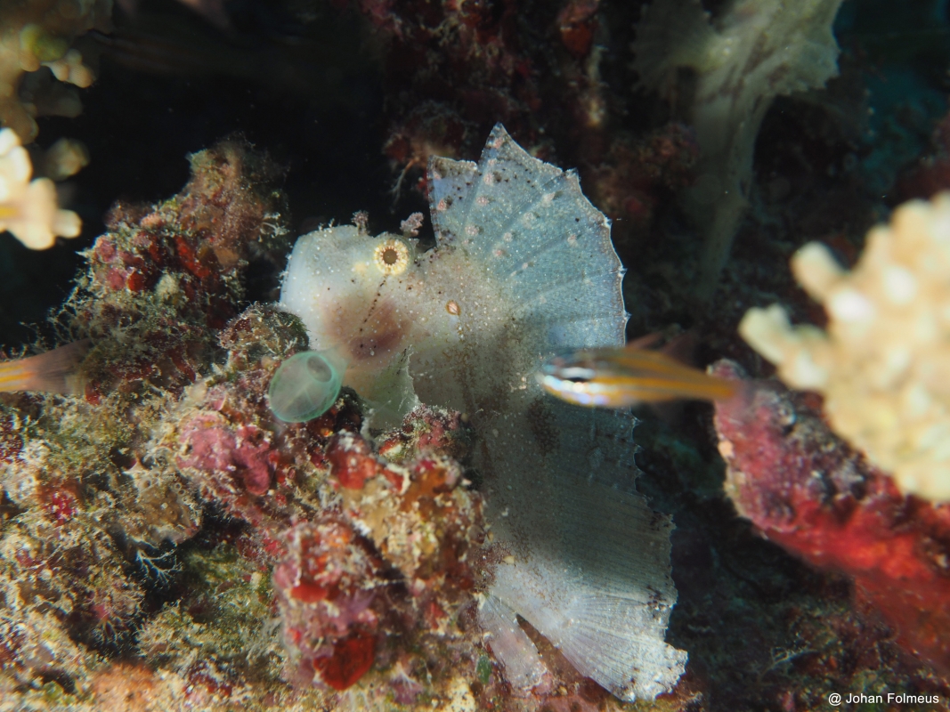 Leaf Scorpionfish (Taenianotus triacanthus) waiting for prey