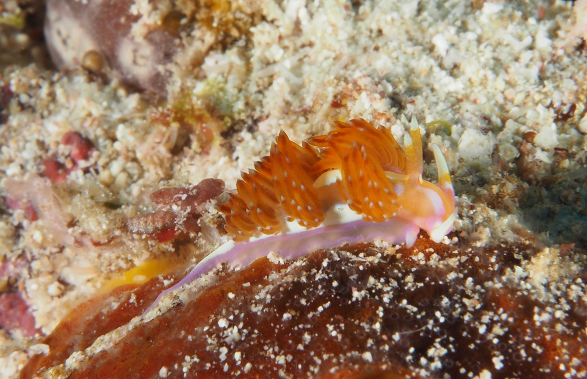 Lynx Nudibranch