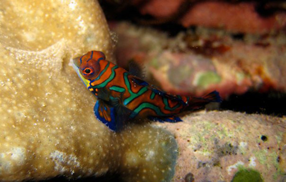 Mandarinfish (Synchiropus splendidus)
