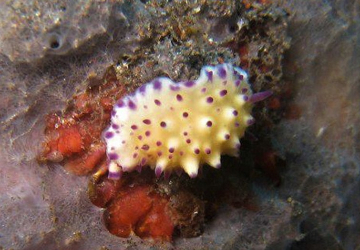 Multi-Pustuled-Mexichromis