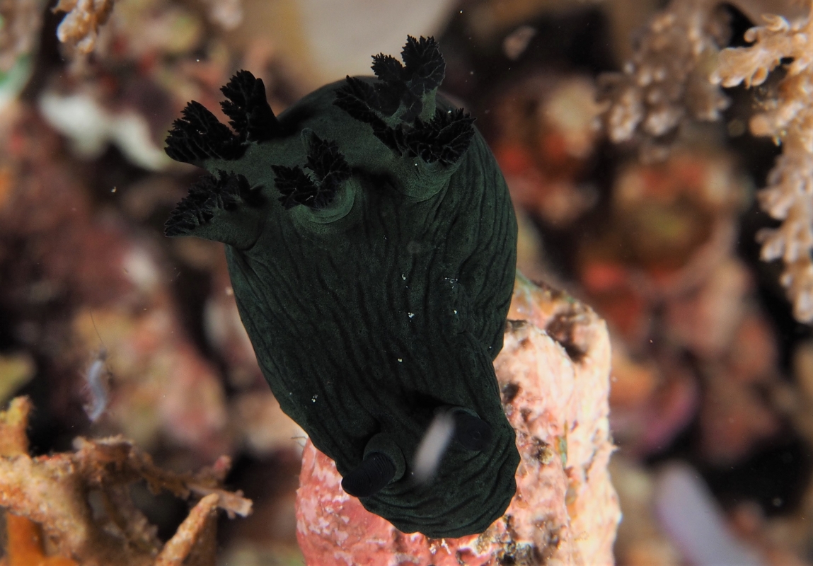 Miller's Nembrotha