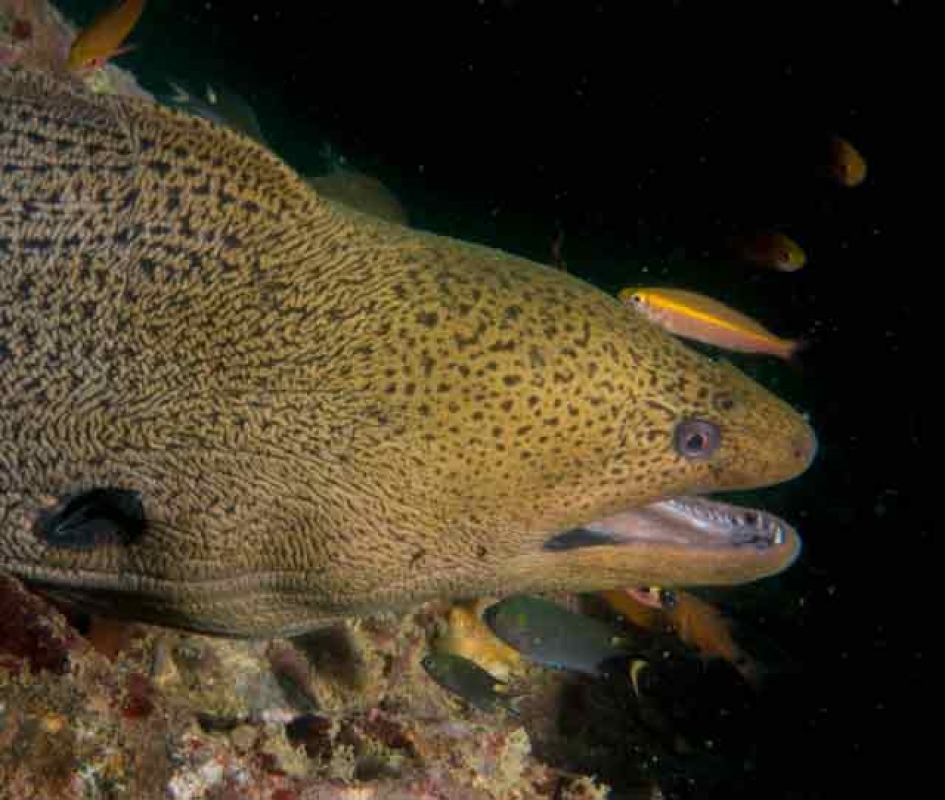 Giant Moray Eel