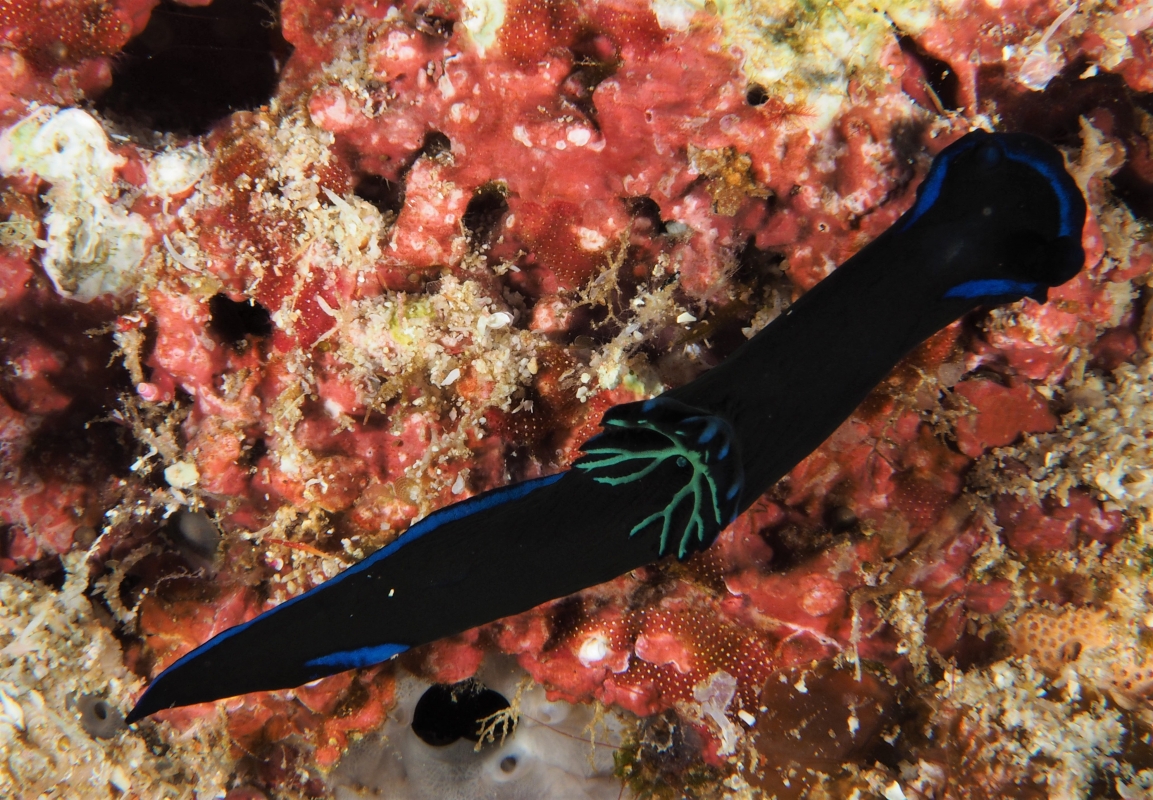 Morose Nudibranch