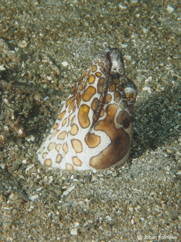 The head of a Napoleon Snake Eel or Purplebanded Snake Eel (Ophichthus bonaparti)