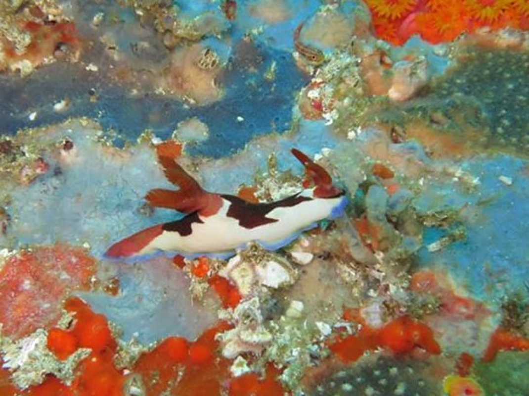 Nembrotha purpureolineata