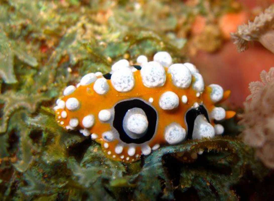 Ocellate Phyllidia