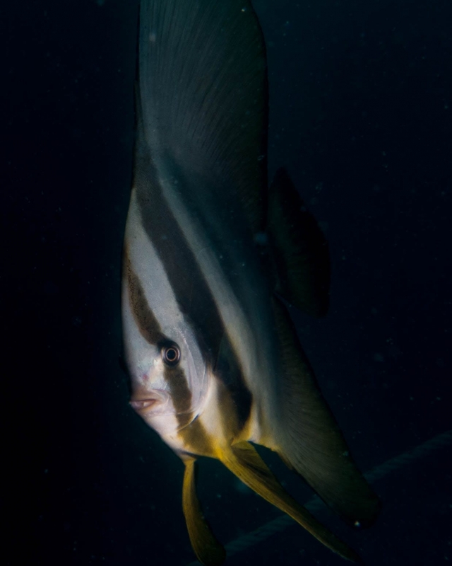 Orbicular Batfish