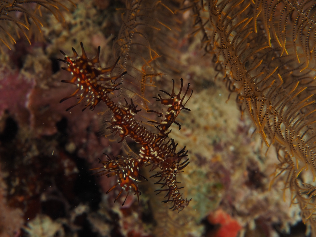 Ornate Ghost Pipefish (Solenostomus paradoxus) camouflaging