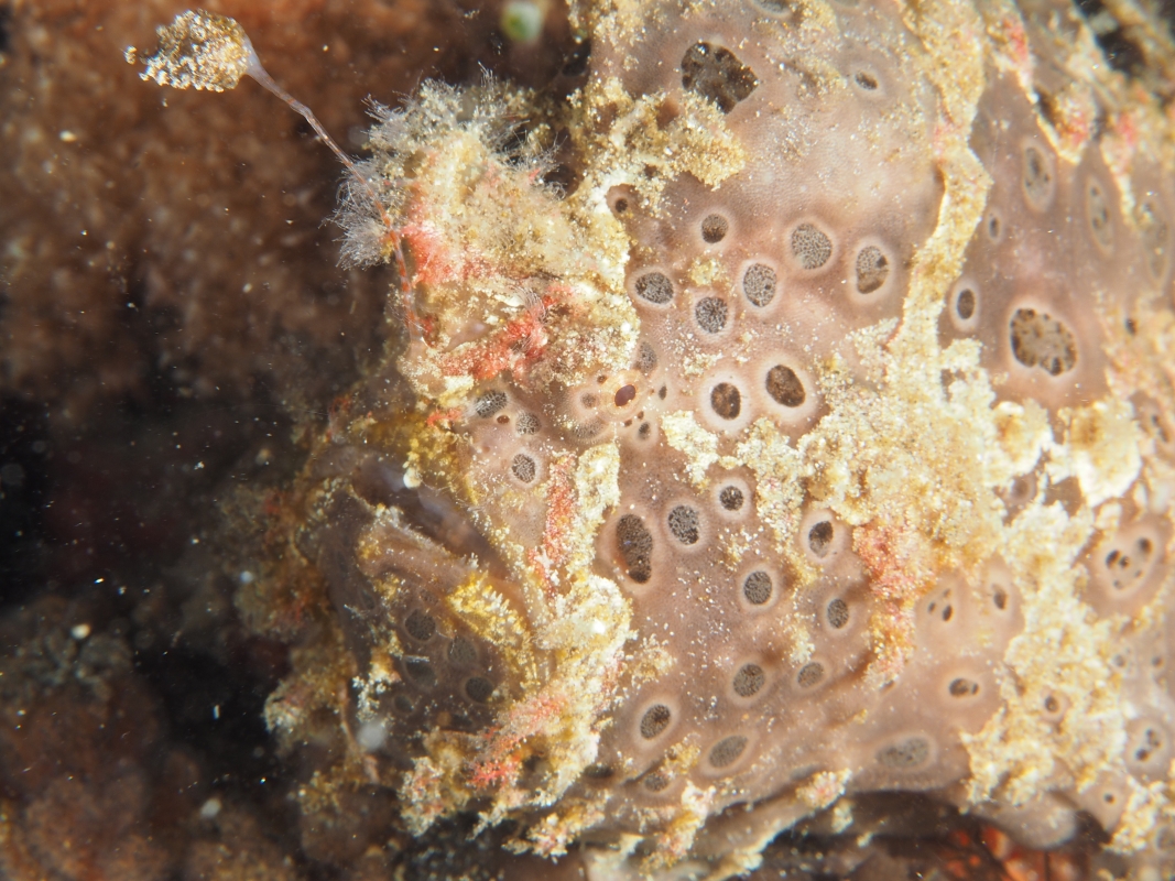 Painted Frogfish (Antennarius pictus) at Raja ampat, Indonesia