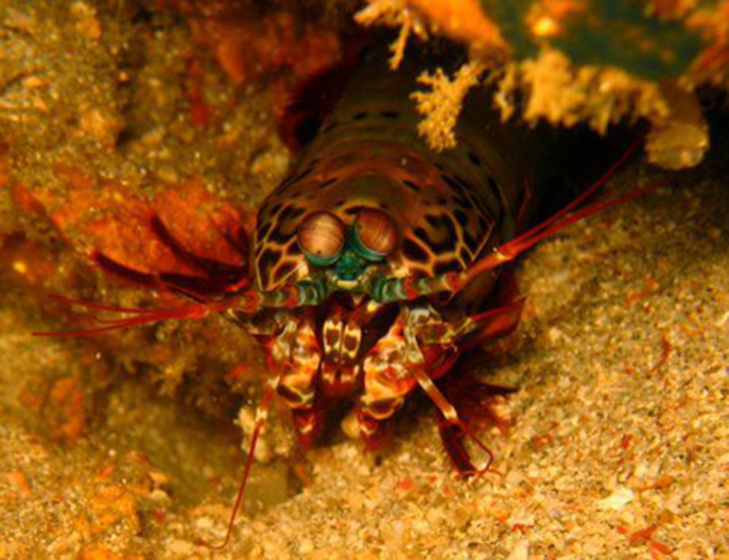 Peacock Mantis Shrimp (Odontodactylus scyllarus)