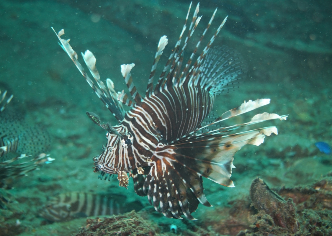Red Lionfish