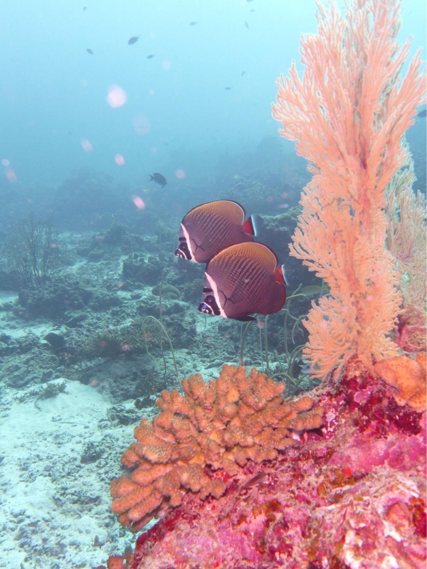 Redtail Butterflyfish (Chaetodon collare)