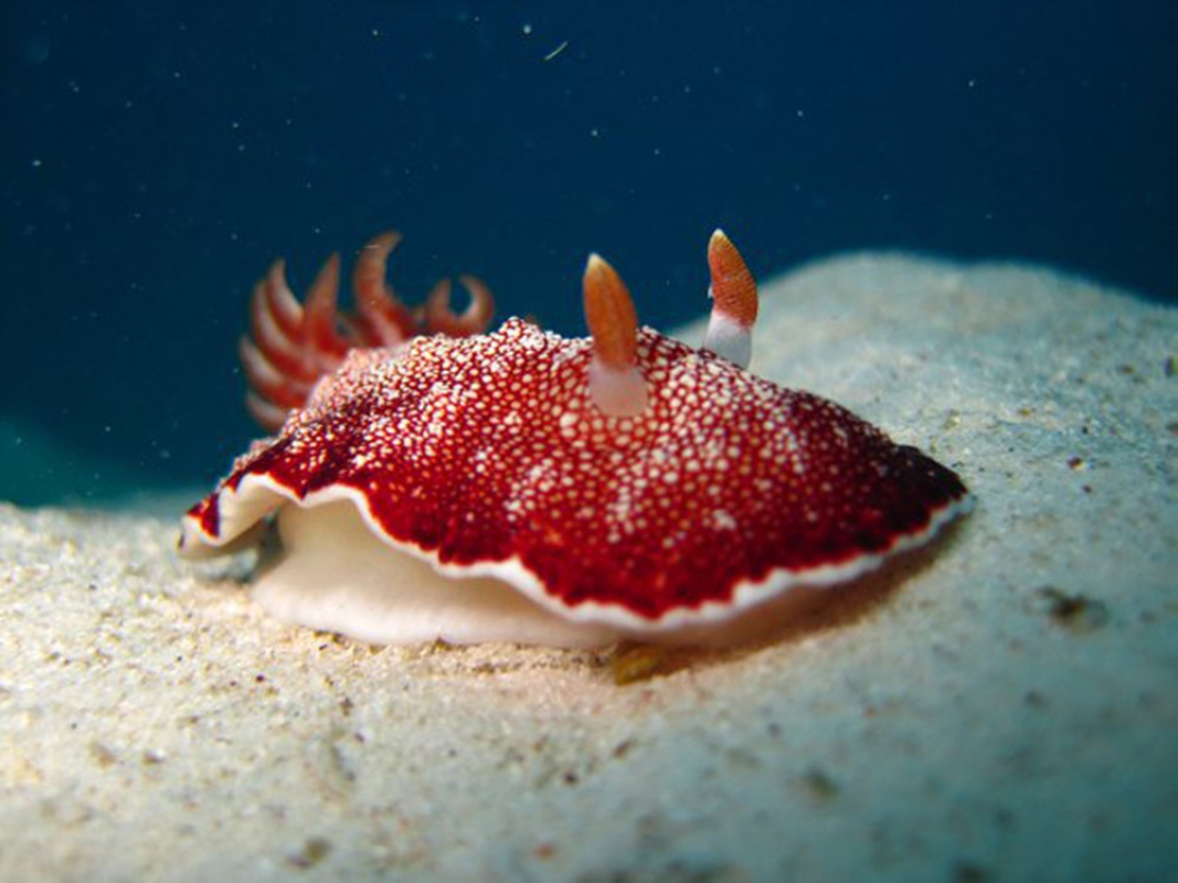 Reticulated Goniobranchus