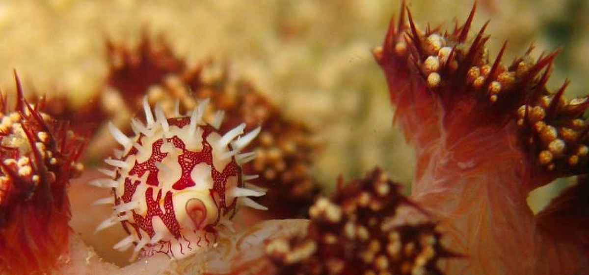 Ridged Pearl Ovulid