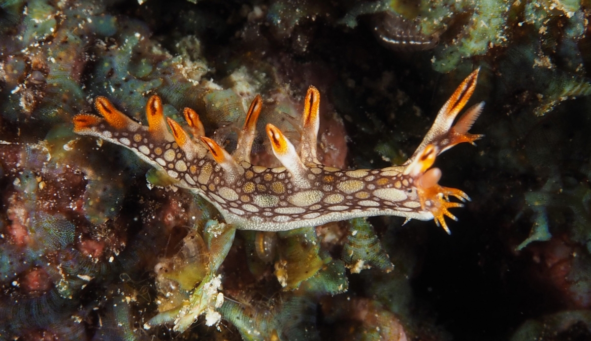 Snakey Bornella