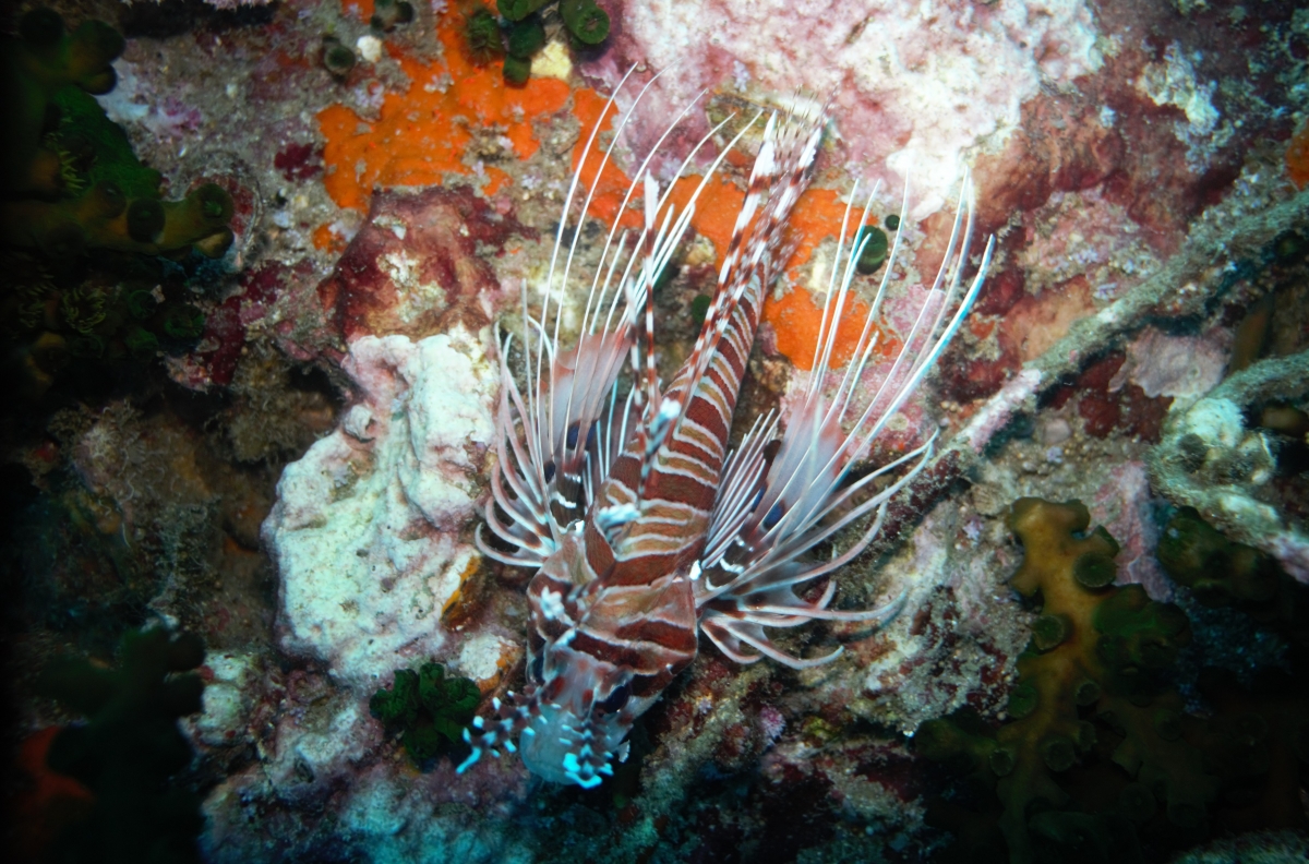 Spotfin Lionfish