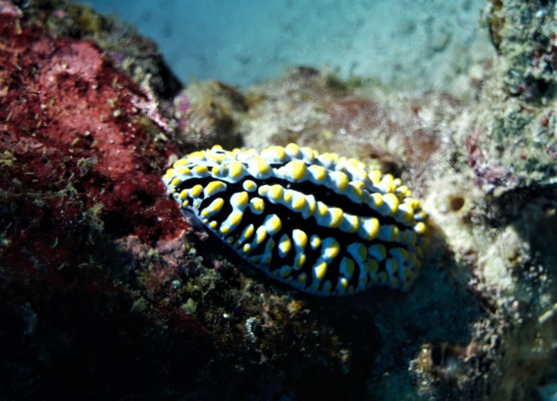 Swollen Phyllidia