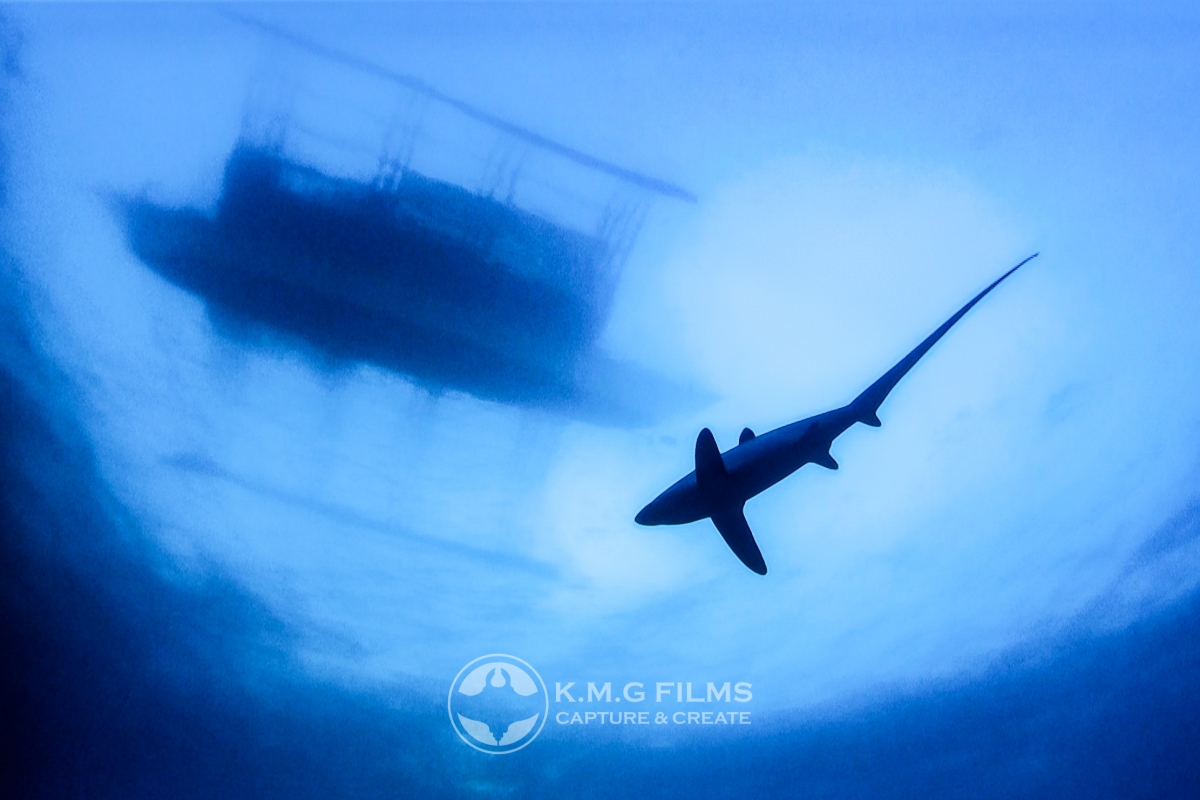 Thresher Shark