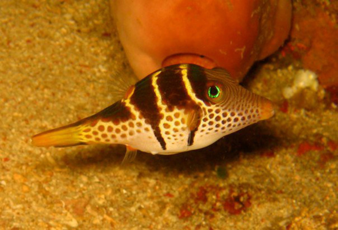 Valentin Sharpnose Puffer (Canthigaster valentini)