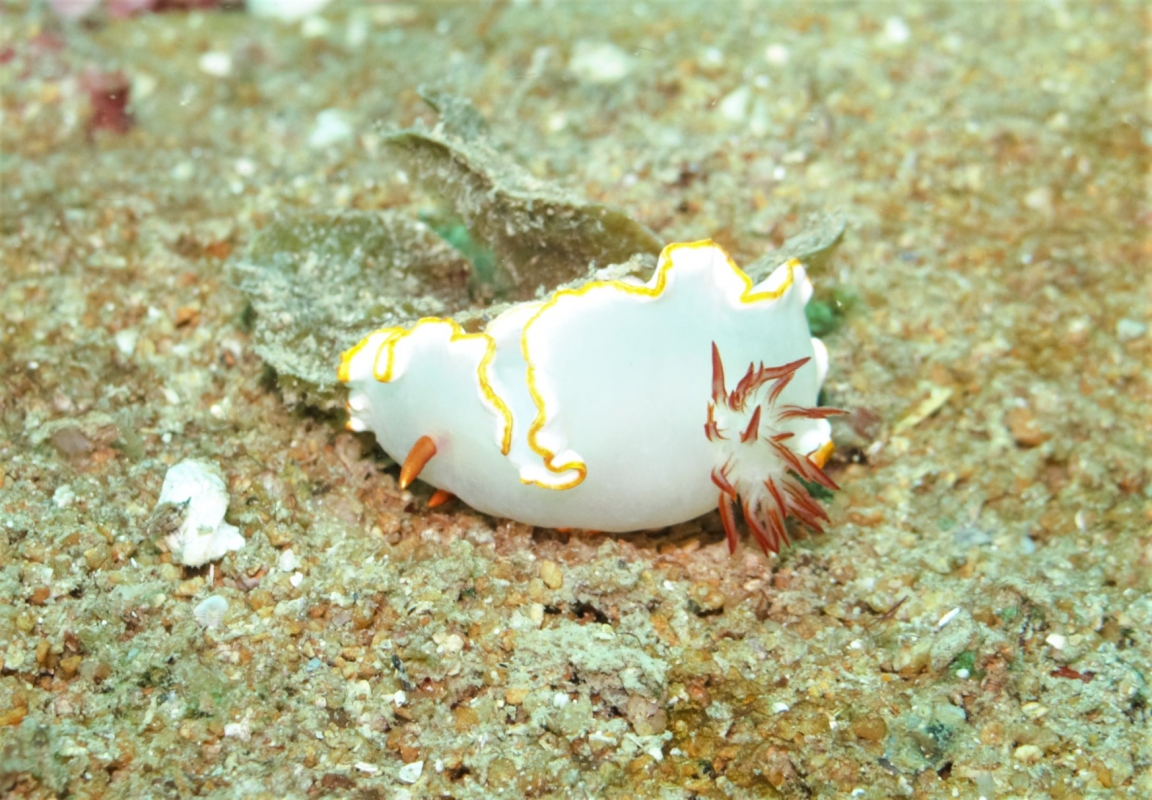 Verrier's Chromodoris