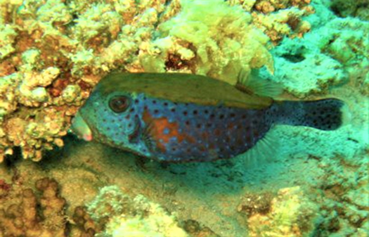 Male spotted boxfish (Ostracion meleagris) 