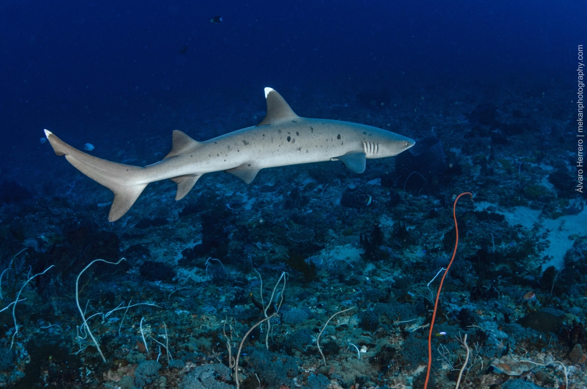 Whitetip Reef Shark swimming freely at Manta Point, Gili Trawangan, Indonesia