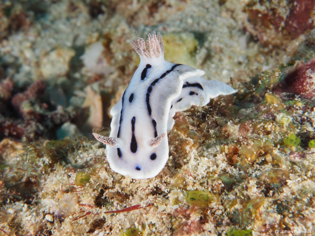 Willan's Chromodoris
