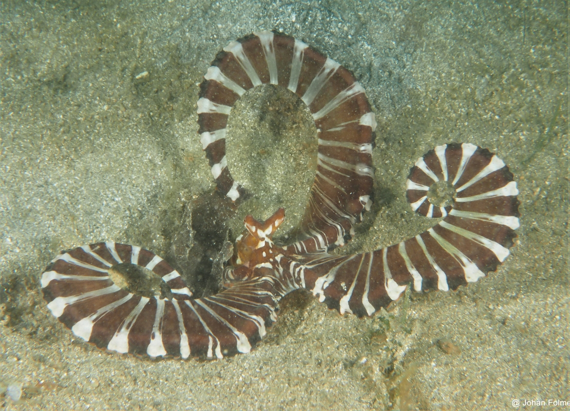 Wonderpus (Wonderpus photogenicus), Indonesia