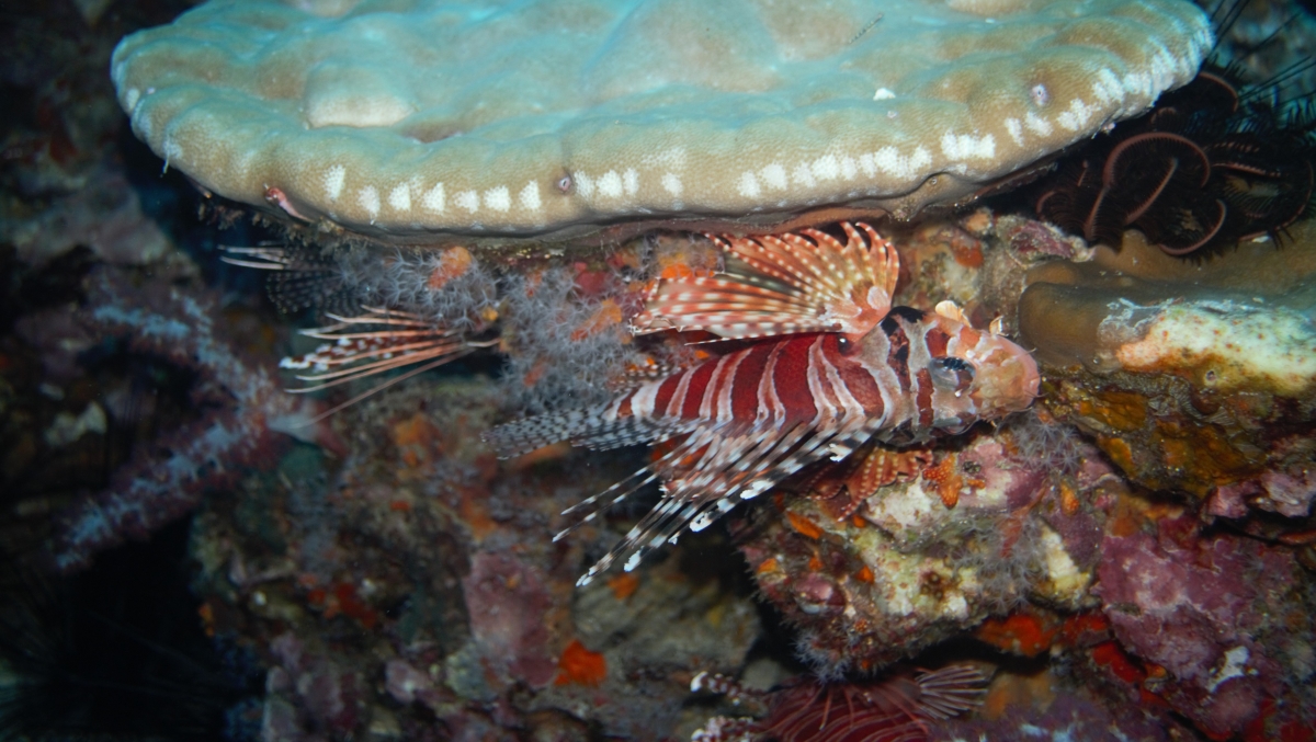 Zebra Lionfish