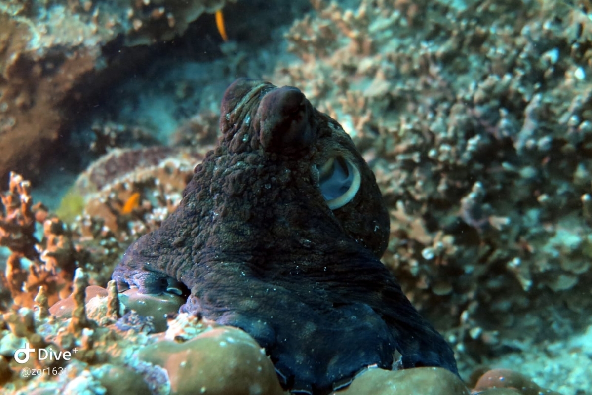 Common Octopus wary of the photographer