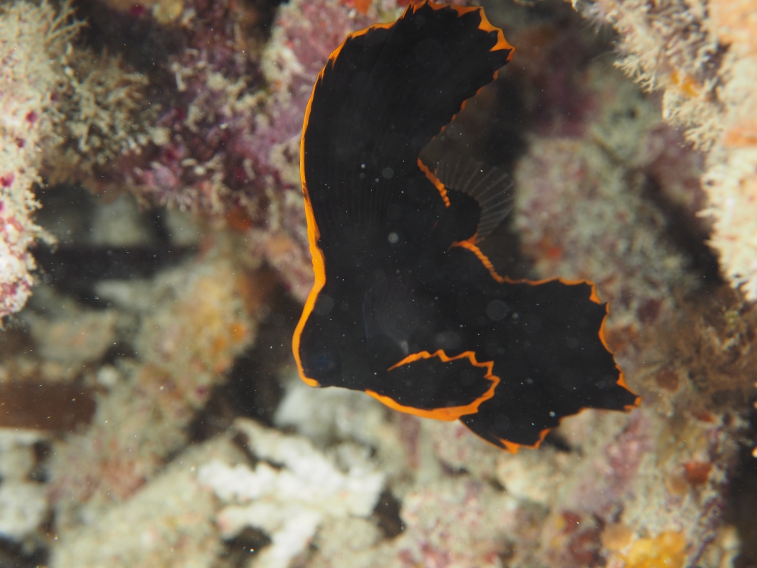 Juvenile Pinnate Batfish