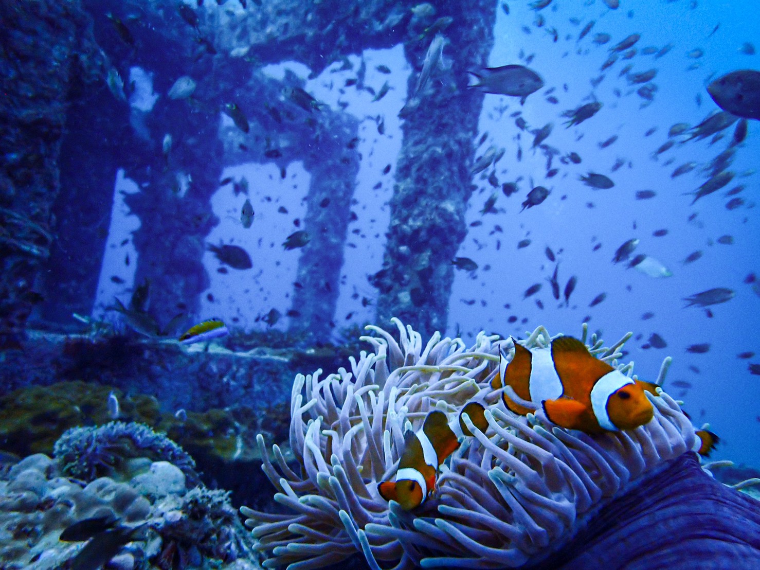 Clown Anemonefish at Koh Phi Phi Thailand