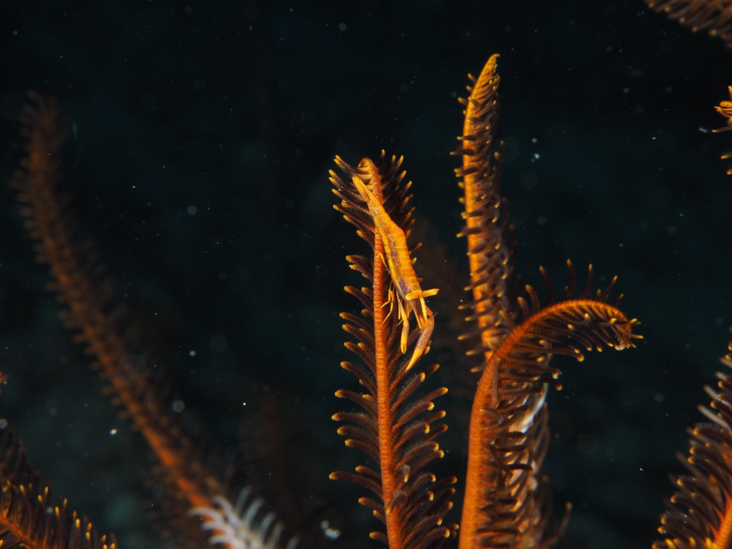 Commensal Shrimp