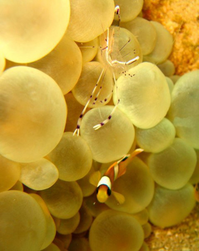Anemone Shrimp