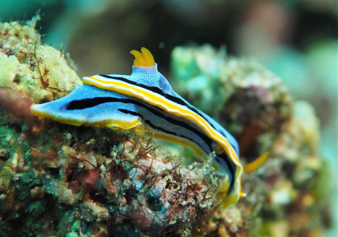 Anna's Chromodoris