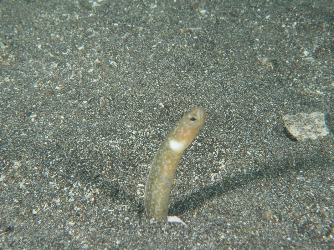 Black Garden Eel