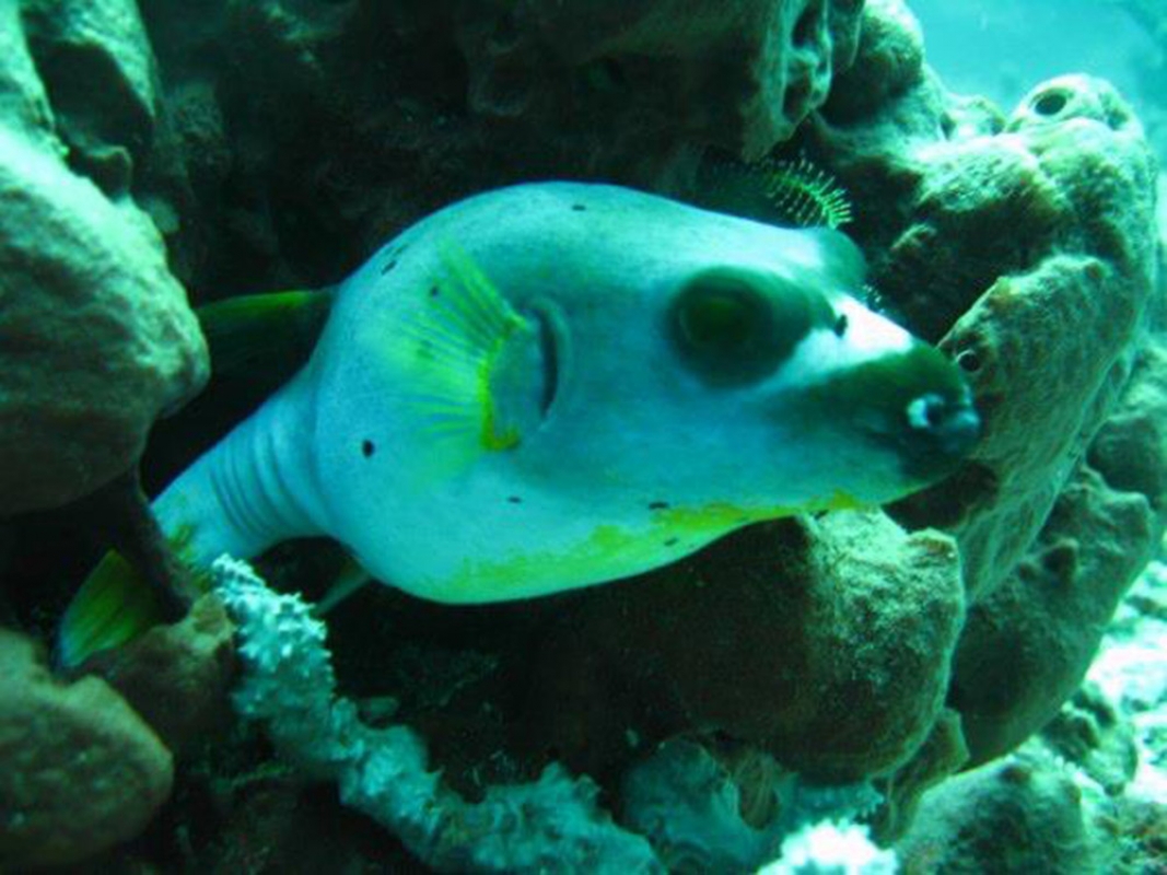 Black-Spotted Pufferfish