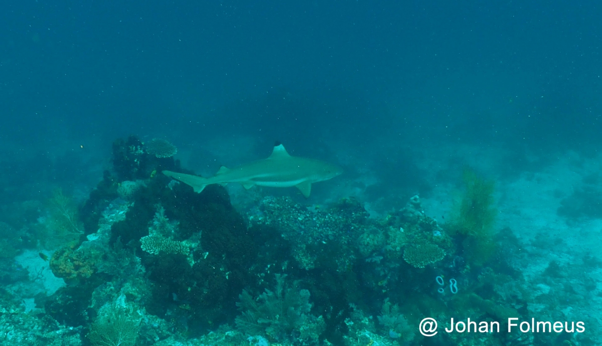 Blacktip Reef Shark (Carcharhinus melanopterus)