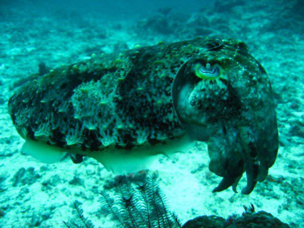 Broadclub Cuttlefish (Sepia latimanus)